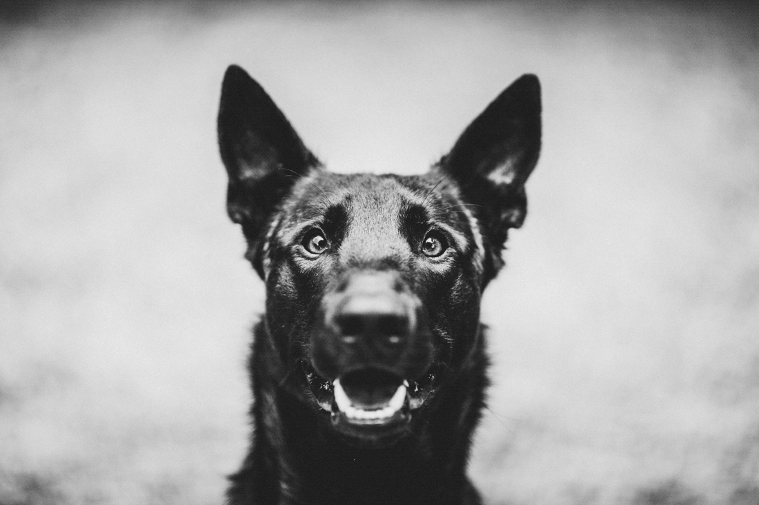 zuckersuesses hundeportrait, waehrend eines paarshoots fotografiert - hundefotograf hessen